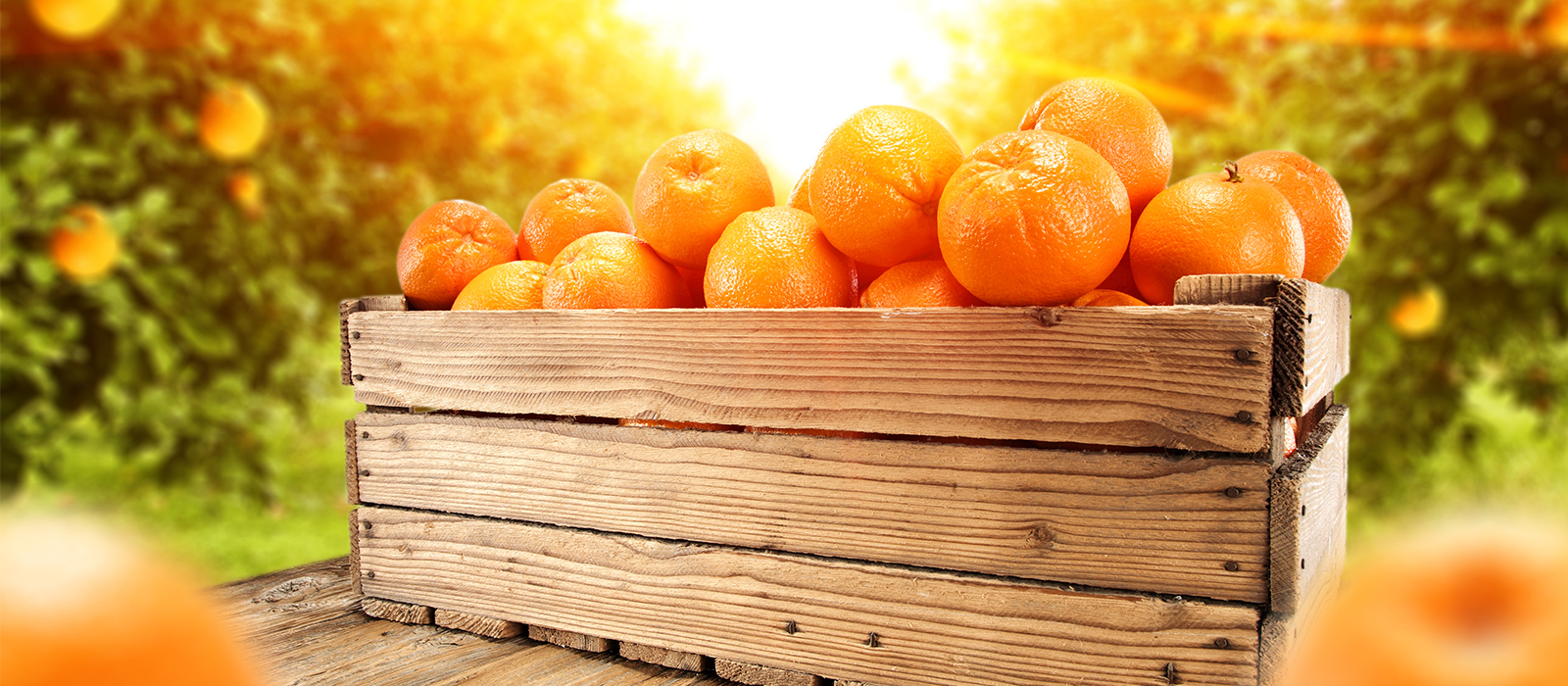 Oranges 1600 x 700