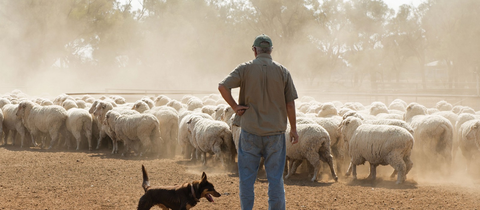 man and dog hearding sheep